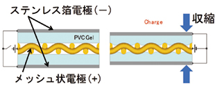 写真：PVCゲルの積層構造